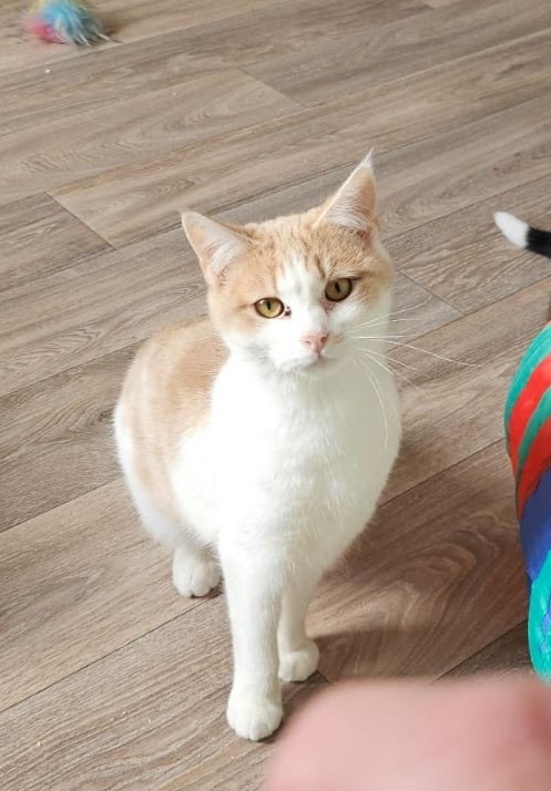 Diaz