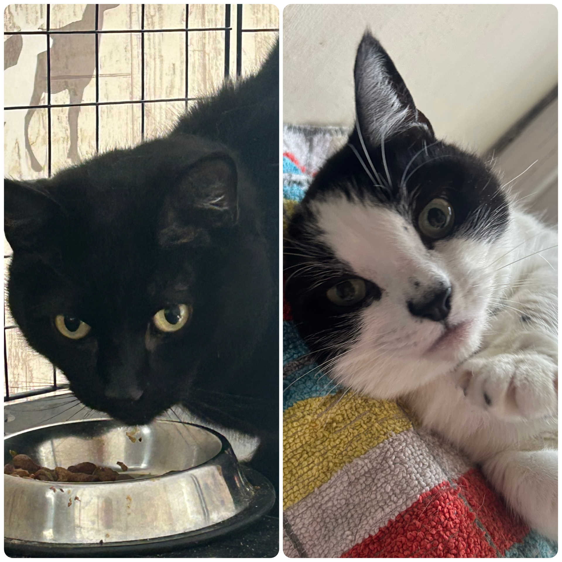 Nala & Casper