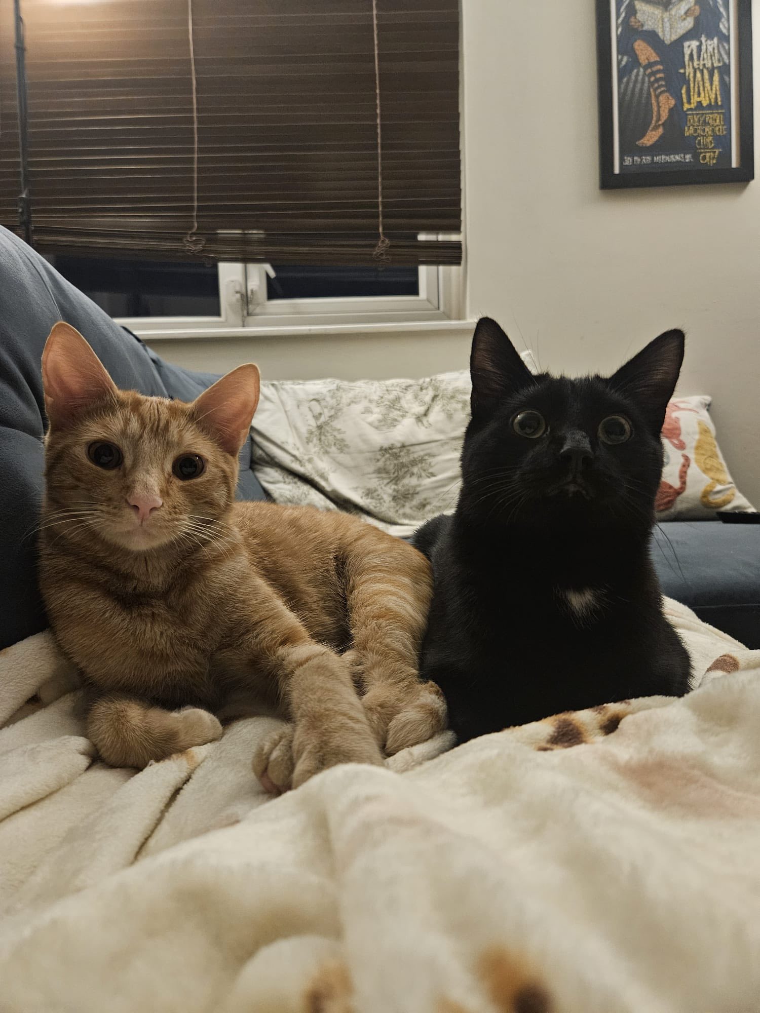 Black & Ginger