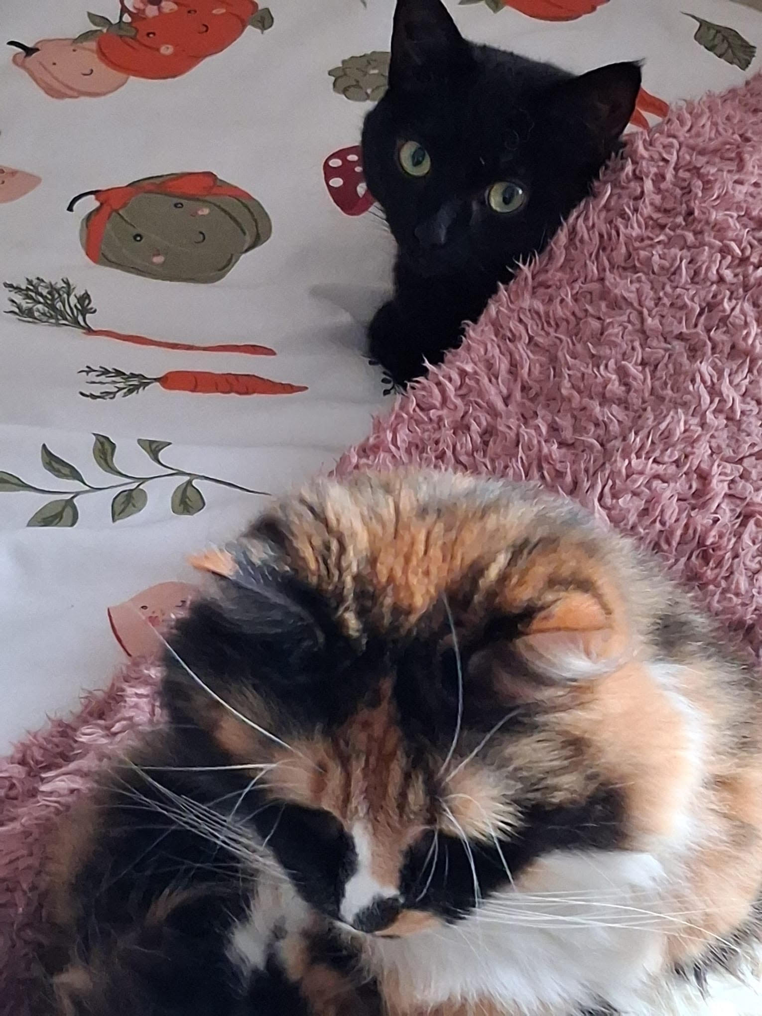 Dora & Simon 6 months