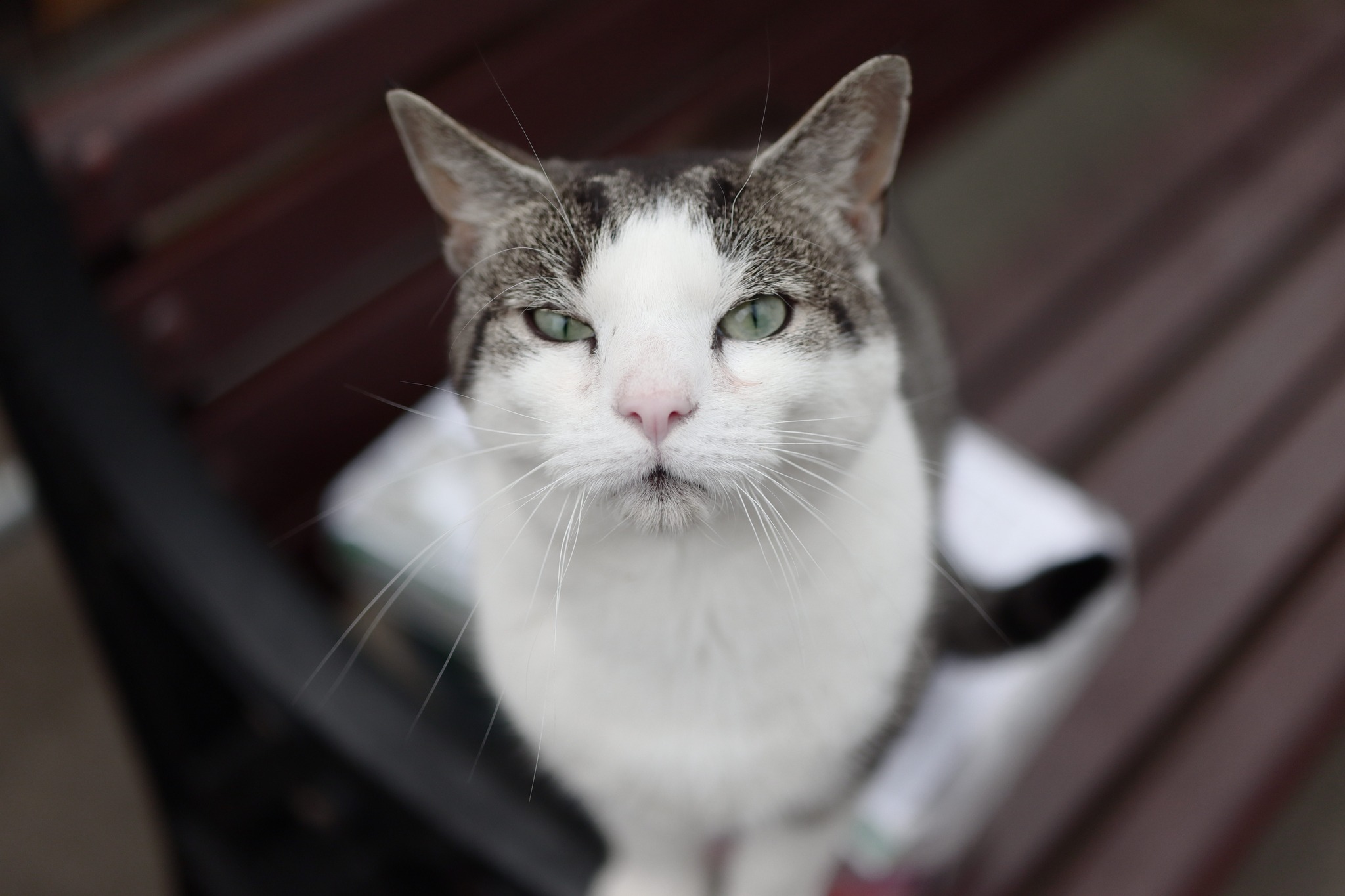 Max looking into camera