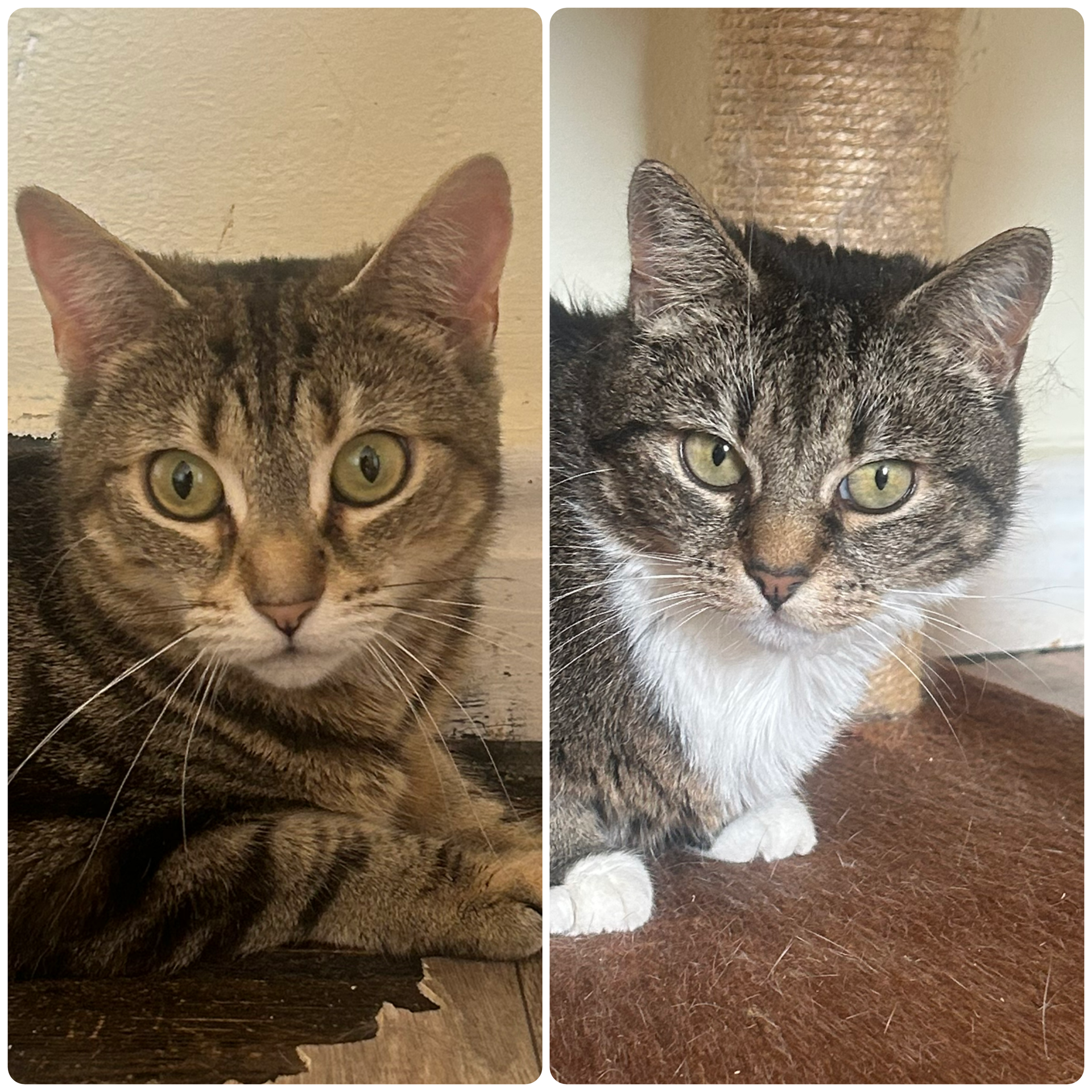 Amber & Lucky rehome photo